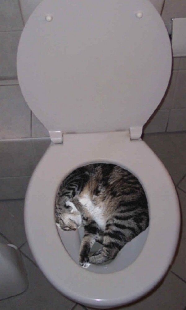 Милейшие котики принимающие любую форму Милое,коты,кошки, коробка,ёмкость.ваза