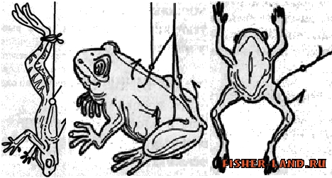 как ловить на живую лягушку как ловить на живую лягушку