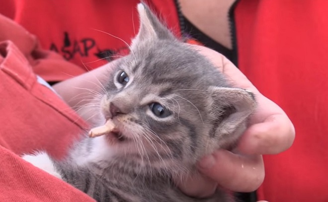 Котик кушает корм Котенок ест