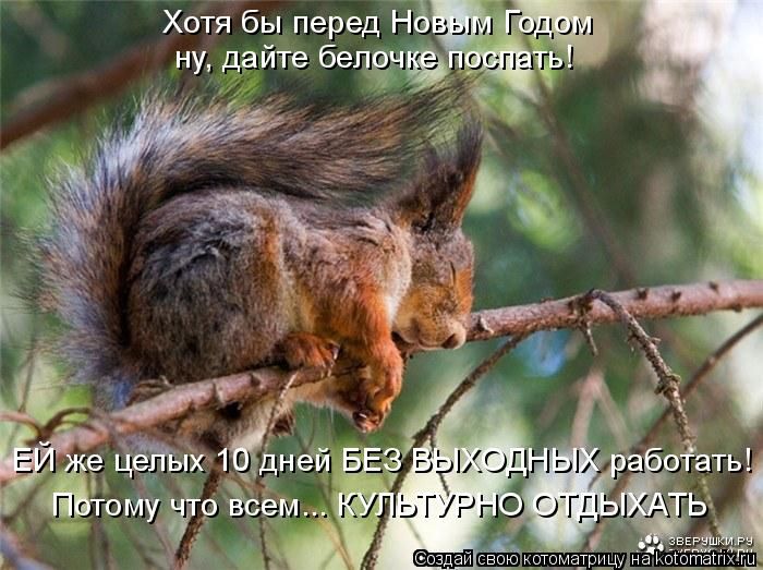 Лучшие котоматрицы недели (50 фото)