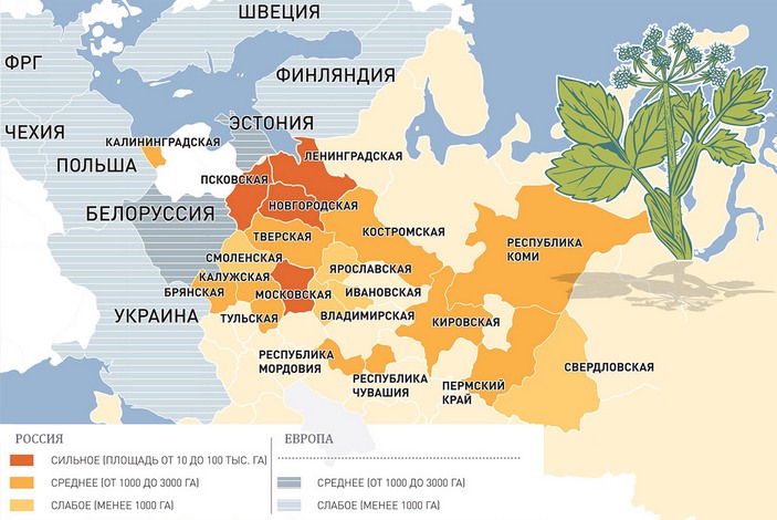5 фактов о том, как в СССР распространяли борщевик, а мы теперь страдаем