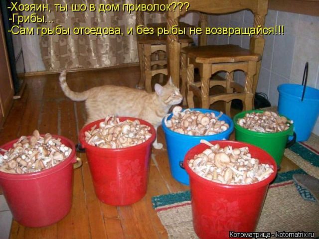 Лучшие котоматрицы за прошедшую неделю)) Лучшие котоматрицы за прошедшую неделю))