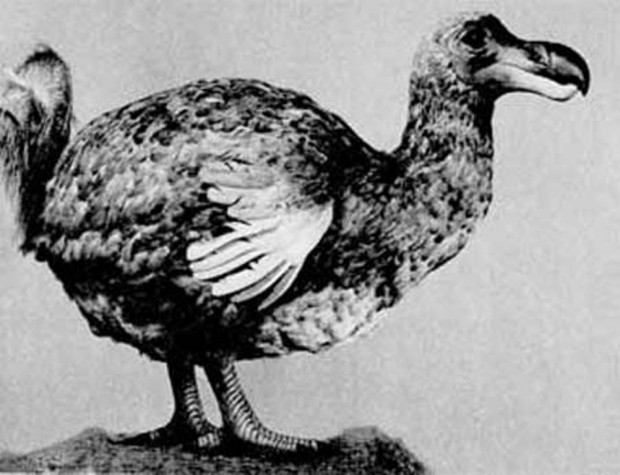 Дронты (лат. Raphidae) (англ. Dodo)