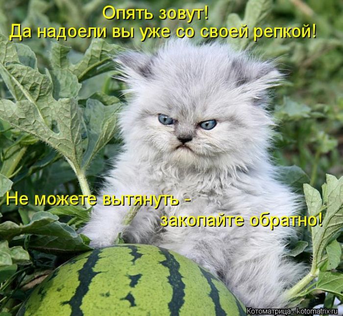 Котоматрицы великолепные, каждая с кусочком тепла, позитива и улыбкой! Котоматрицы великолепные, каждая с кусочком тепла, позитива и улыбкой!