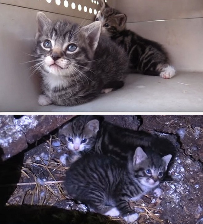 Маленькие котята Котята