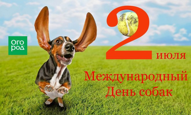 2 июля – Международный День собак