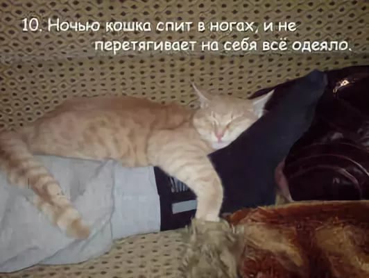 Почему кошка лучше, чем женщина
