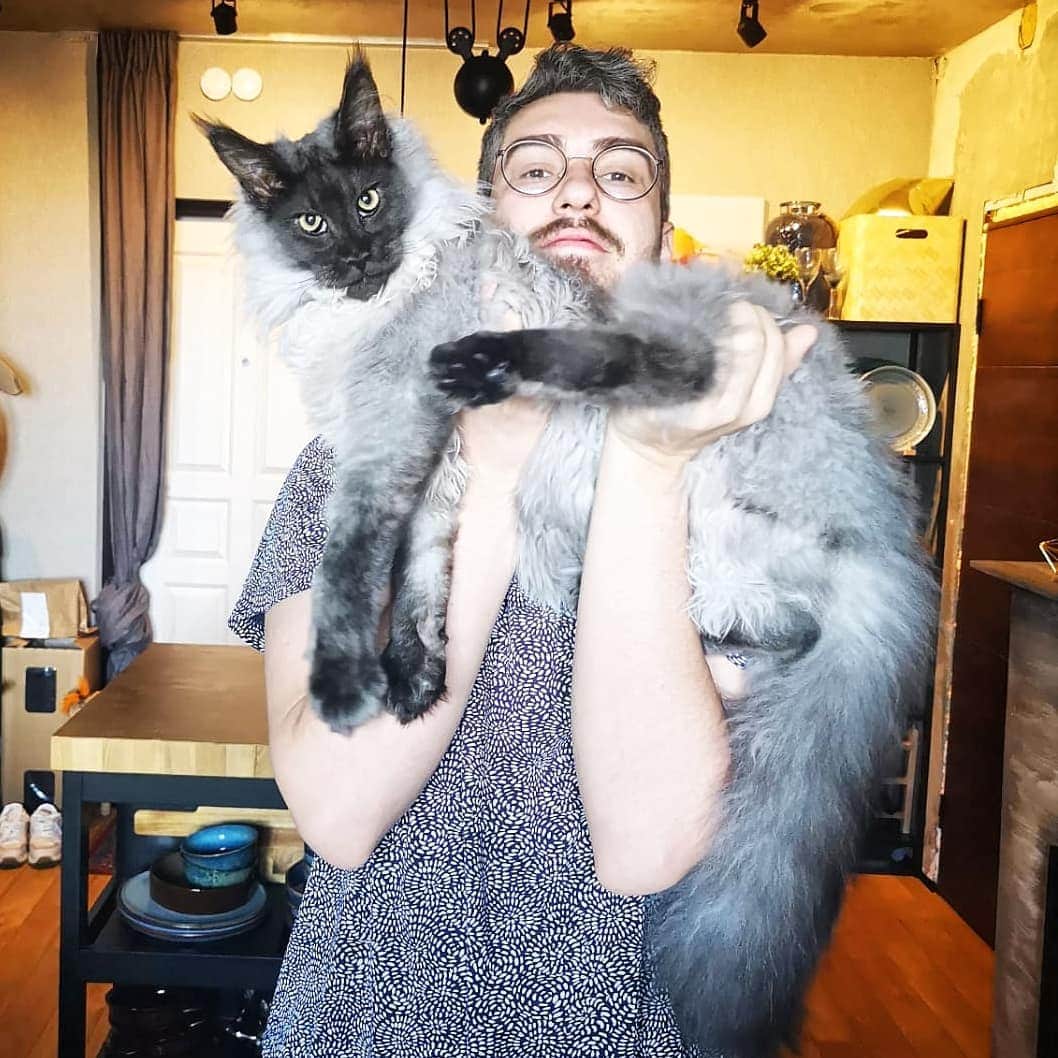 Огромные котики