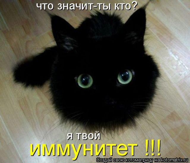 Смешные котоматрицы)) Смешные котоматрицы))