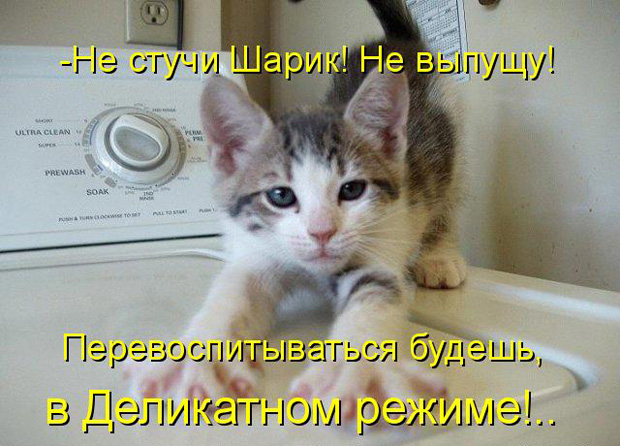 прикольные картинки про животных скачать прикольные картинки про животных скачать