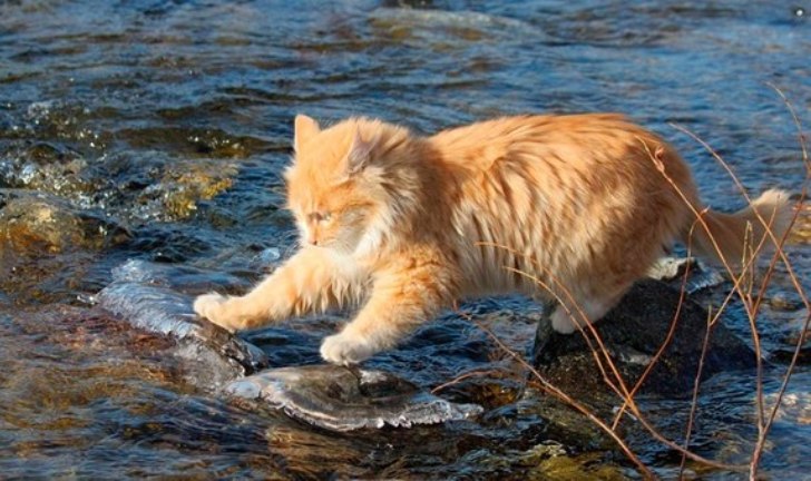 Купание кота… Купание кота…