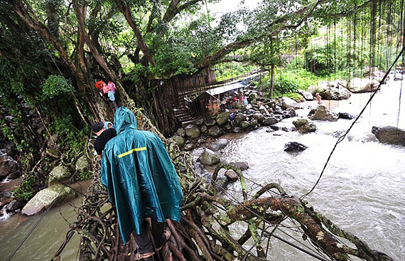    Jembatan Akar