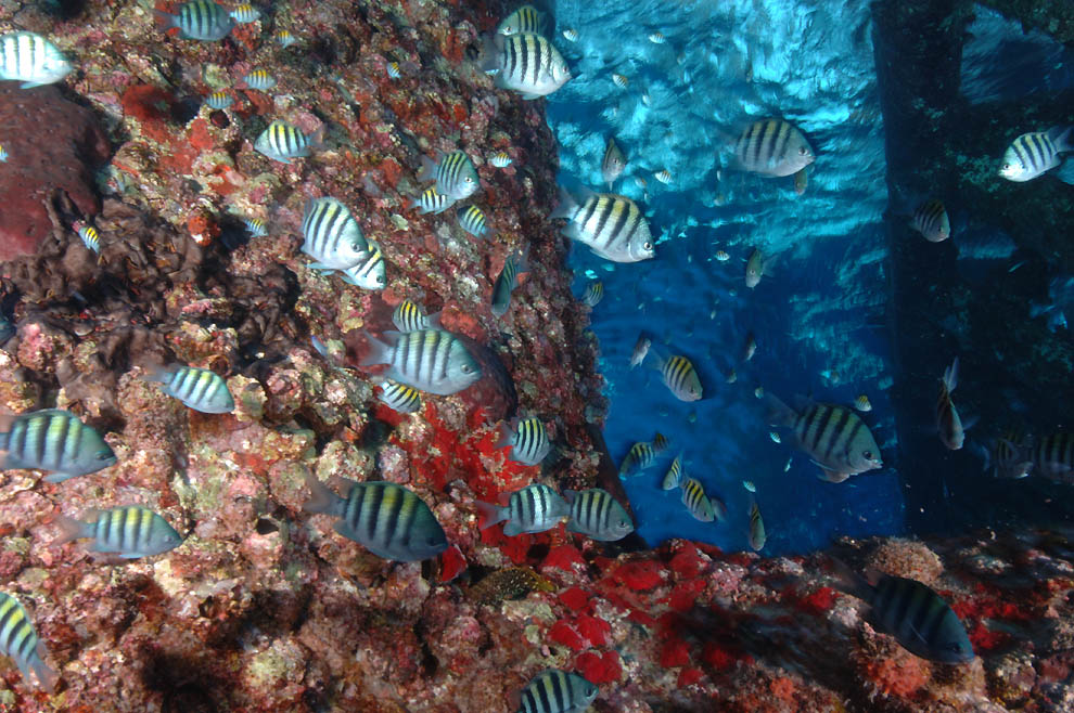 5118 Фотоработы Дэвида Дубиле