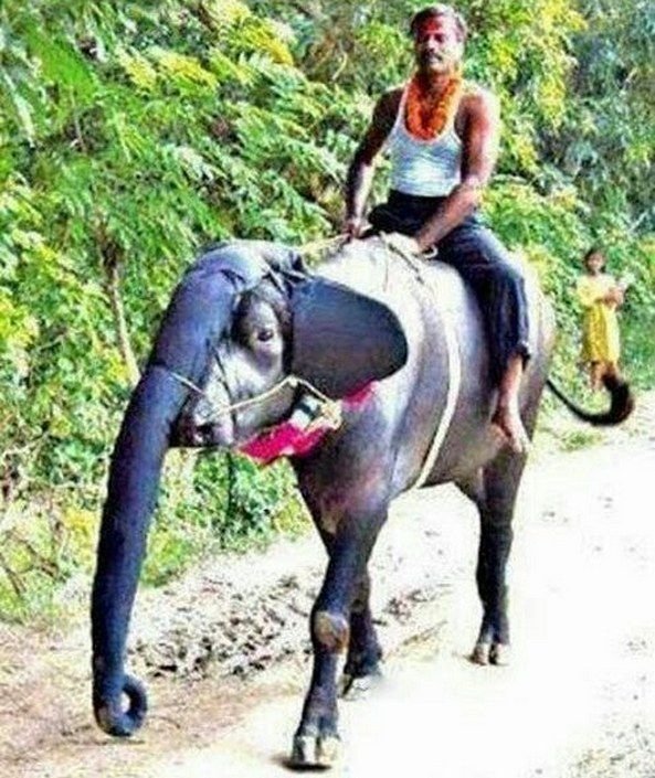 Если нет слона Если нет слона funny foto, индия, интересно, смешно, юмор