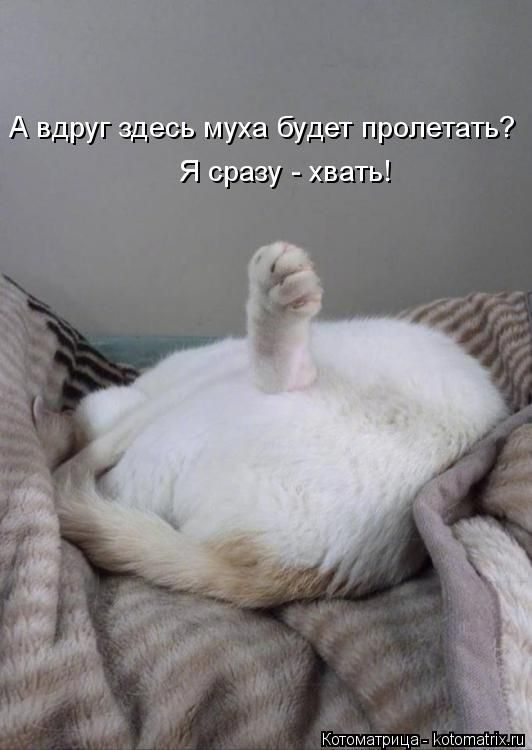 Смешные котоматрицы)) Смешные котоматрицы))