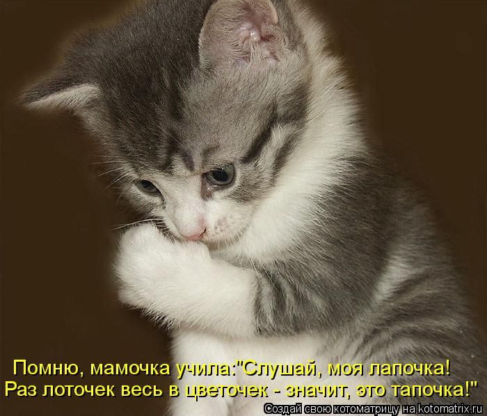 Котоматрицы великолепные, каждая с кусочком тепла, позитива и улыбкой! Котоматрицы великолепные, каждая с кусочком тепла, позитива и улыбкой!