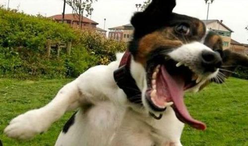 В Лондоне противозаконно перевозить трупы или собак, болеющих бешенством, в городских такси.