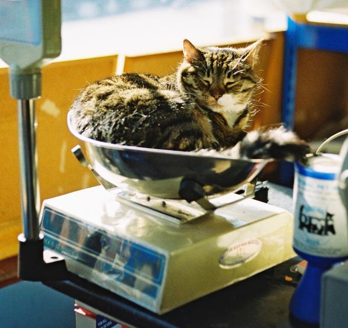Милейшие котики принимающие любую форму Милое,коты,кошки, коробка,ёмкость.ваза