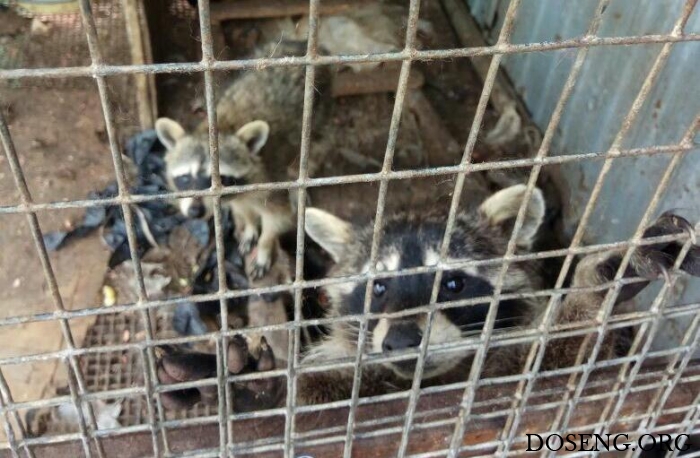 В Новошахтинске в заброшенном зоопарке голодают животные