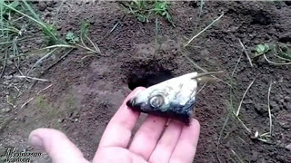 Как избавиться от кротов Необычный , но эффективный способ