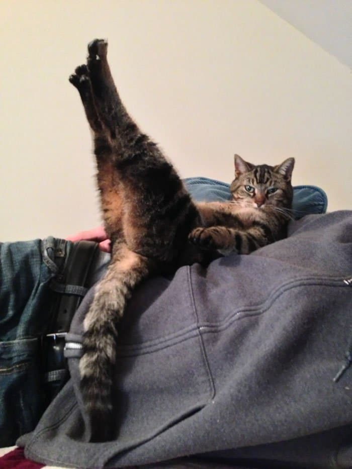 Коты, застигнутые врасплох Коты, застигнутые врасплох