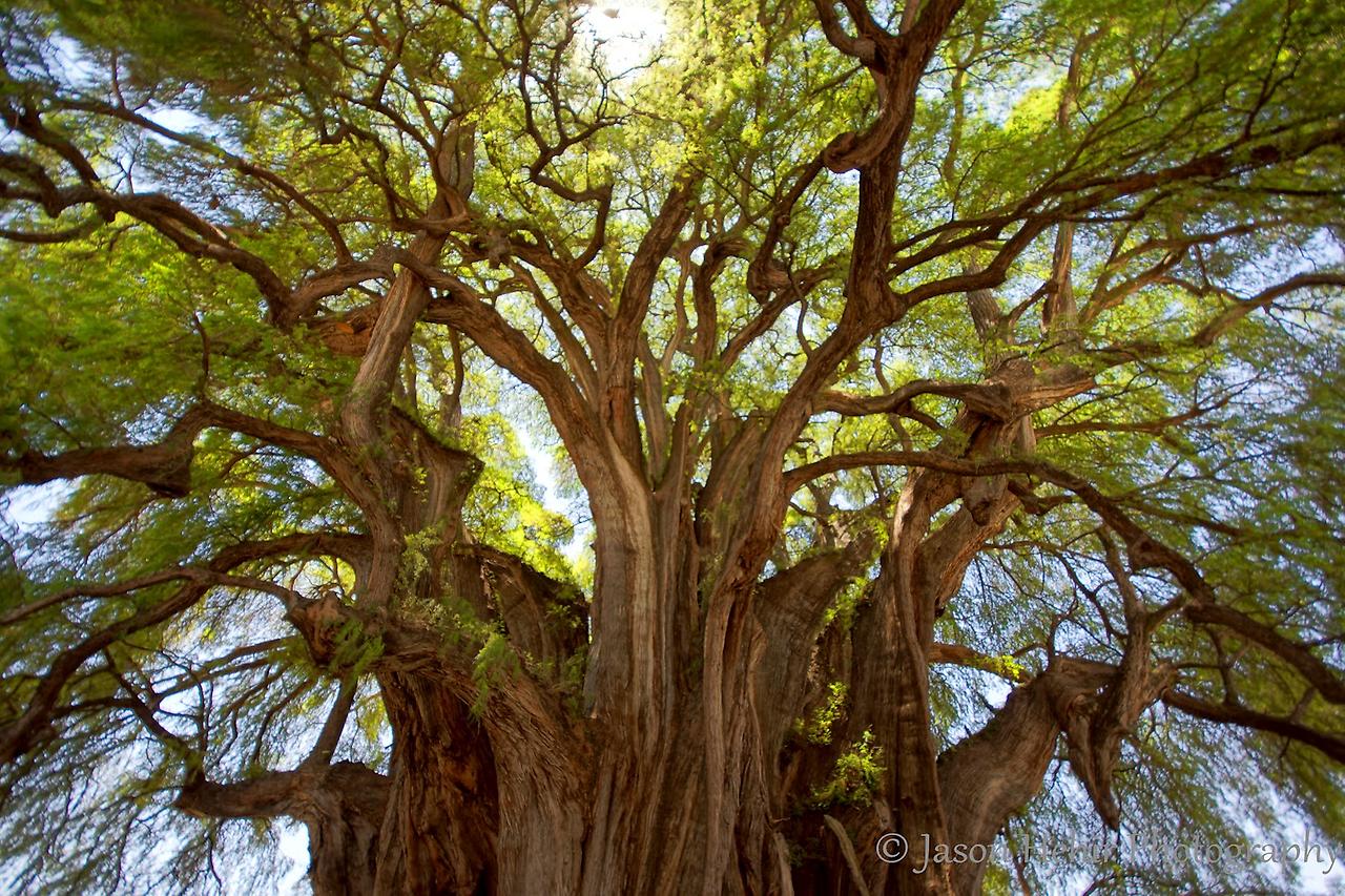 Деревья мексиканский Кипарис