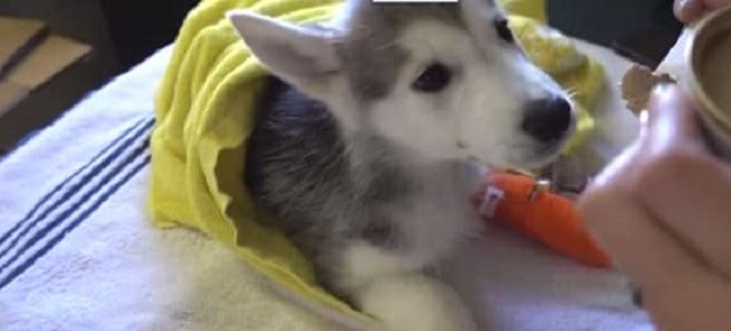 Щенок в больнице Грустный щенок