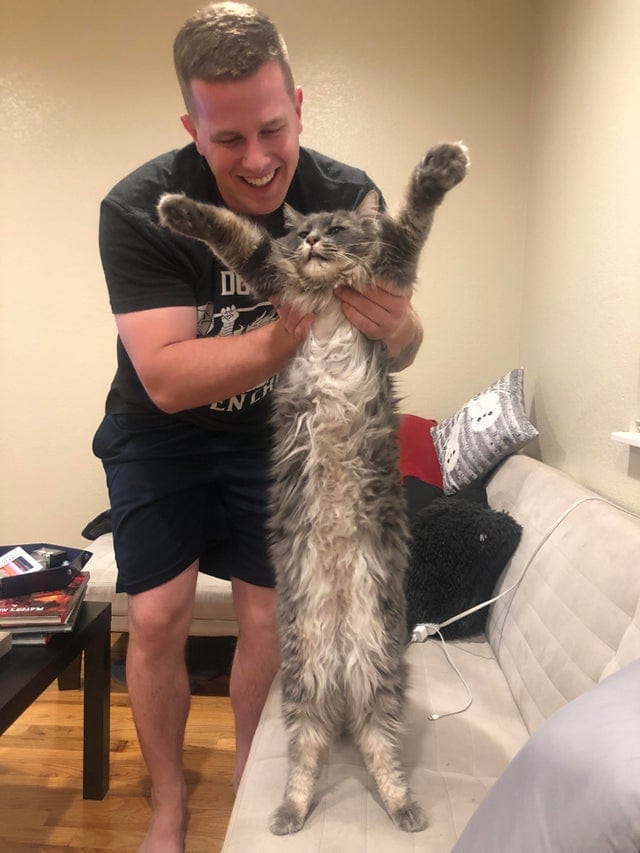 Огромные котики