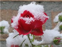 Подготовка роз к зиме: хорошие советы в одном видео уроке