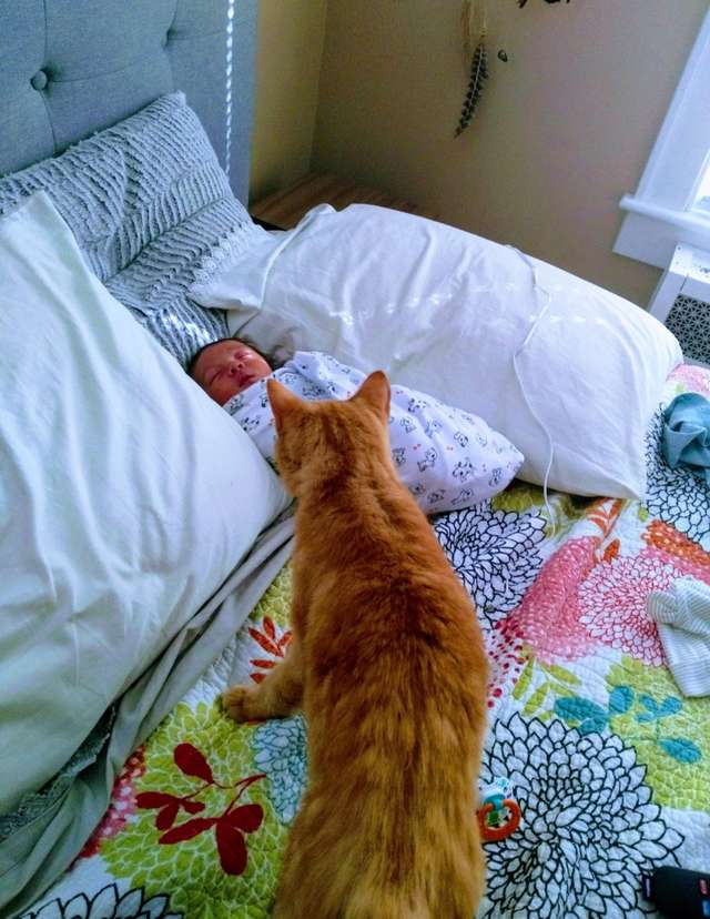 кот потерялся кот и младенец
