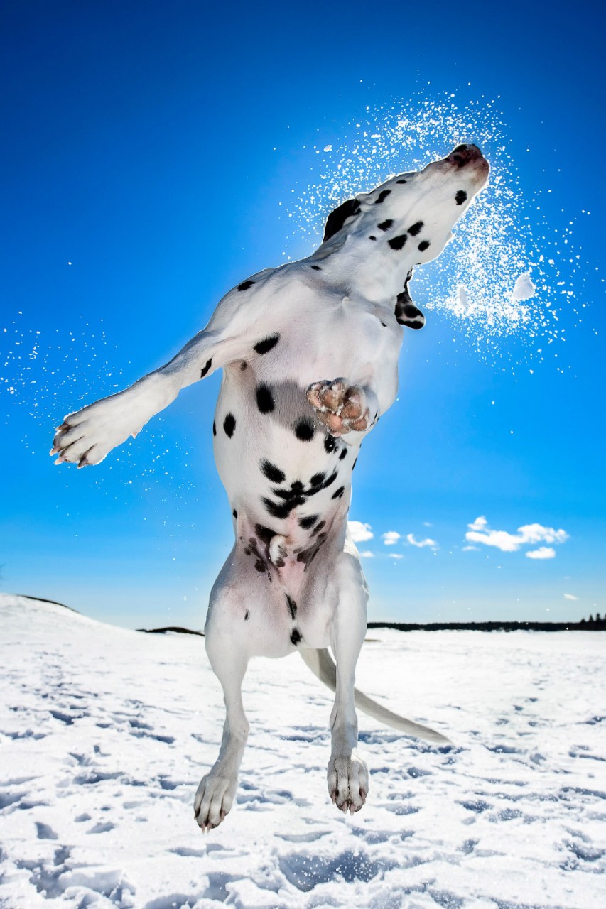 Конкурс собачьей фотографии Kennel Club Dog Photographer 2016