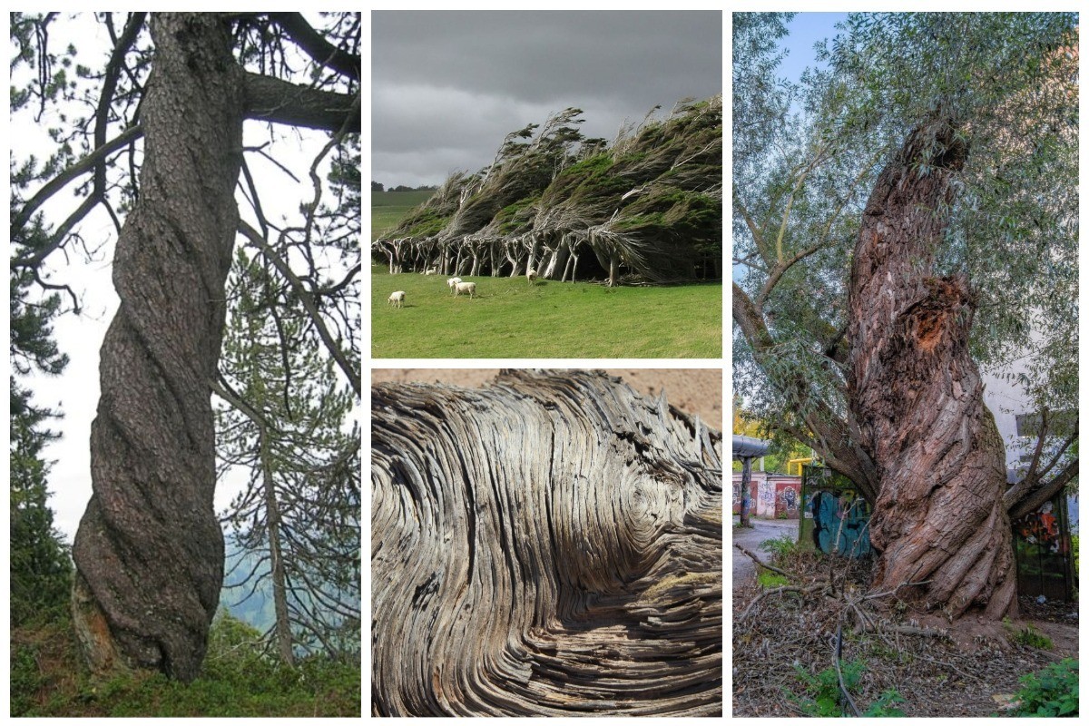 Загадка спиральных деревьев: ответ еще не найден