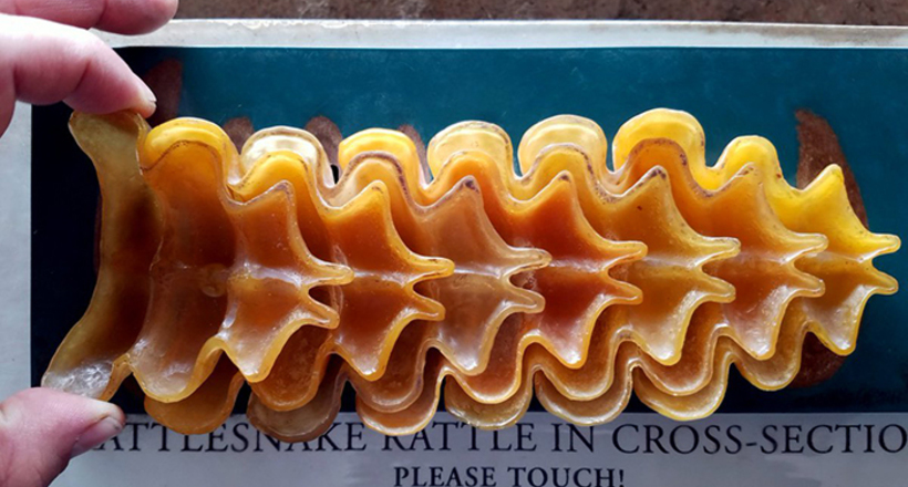 Unusual photos of things cut in half 10 5c822753c1009 700 %281%29
