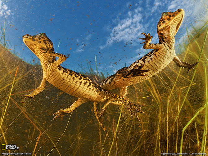 National Geographic: лучшие фотографии июля