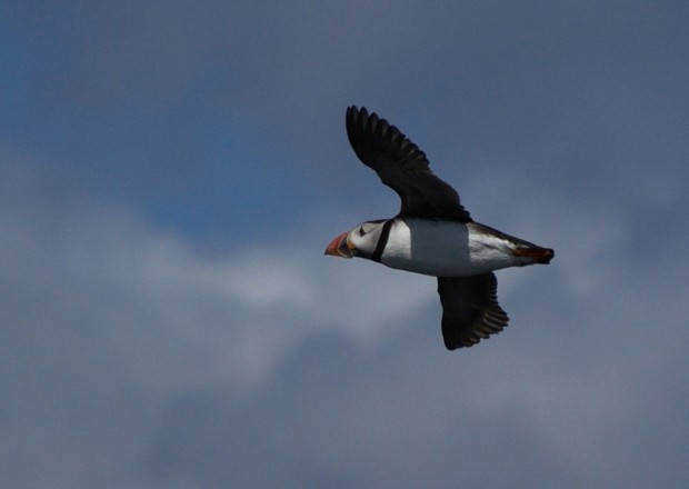  (. Fratercula arctica) (. Puffin)