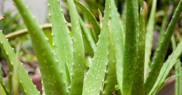 ancient-egyptians-called-it-the-plant-of-immortality-this-is-what-aloe-vera-does-for-your-body-600x315