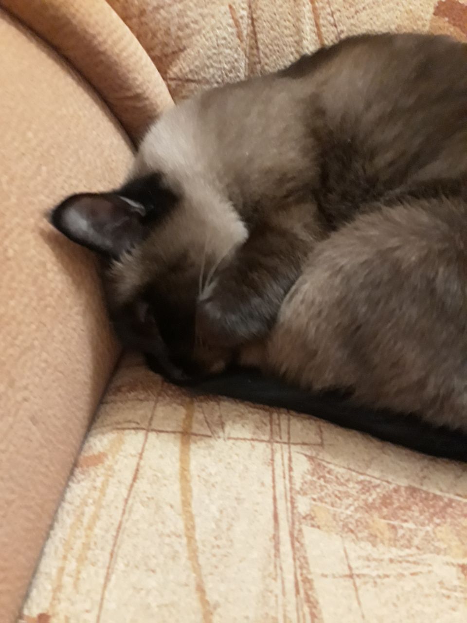 У меня потерялась кошка...(((