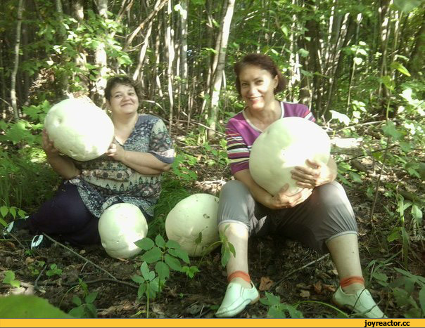 Картофельная запеканка с плавленным сыром – Kulina.Ru Картофельная запеканка с плавленным сыром – Kulina.Ru