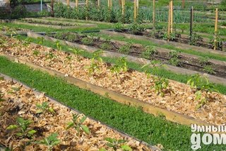 Куда сыпать в огород опилки Куда сыпать в огород опилки