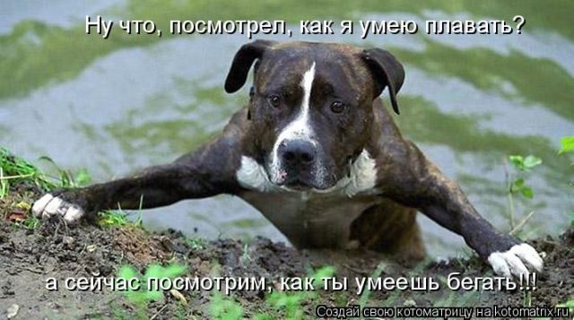 Смешные котоматрицы)) Смешные котоматрицы))