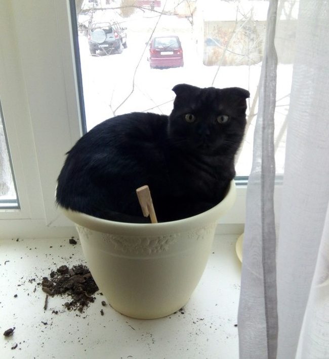 Животные, которые вам помогут подзарядиться позитивом и отдохнуть душой) Животные, которые вам помогут подзарядиться позитивом и отдохнуть душой)