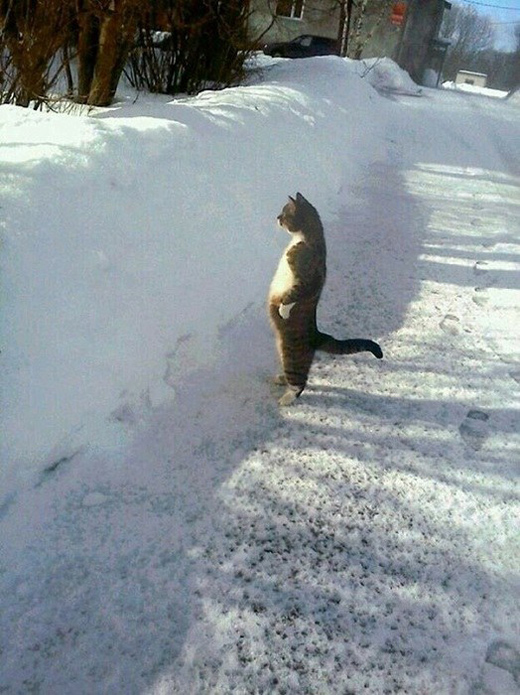 фотографии котов фотографии котов