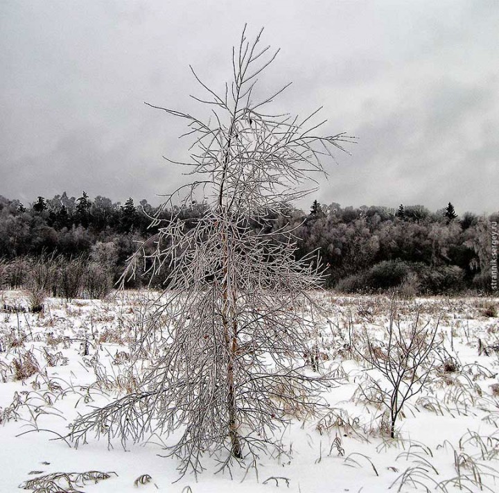 Редкое явление природы - после ледяного дождя