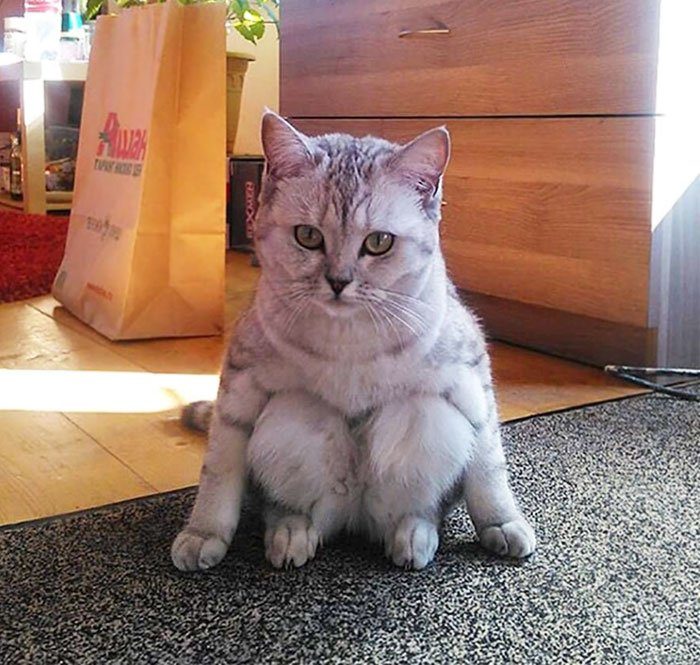 Коты, застигнутые врасплох Коты, застигнутые врасплох