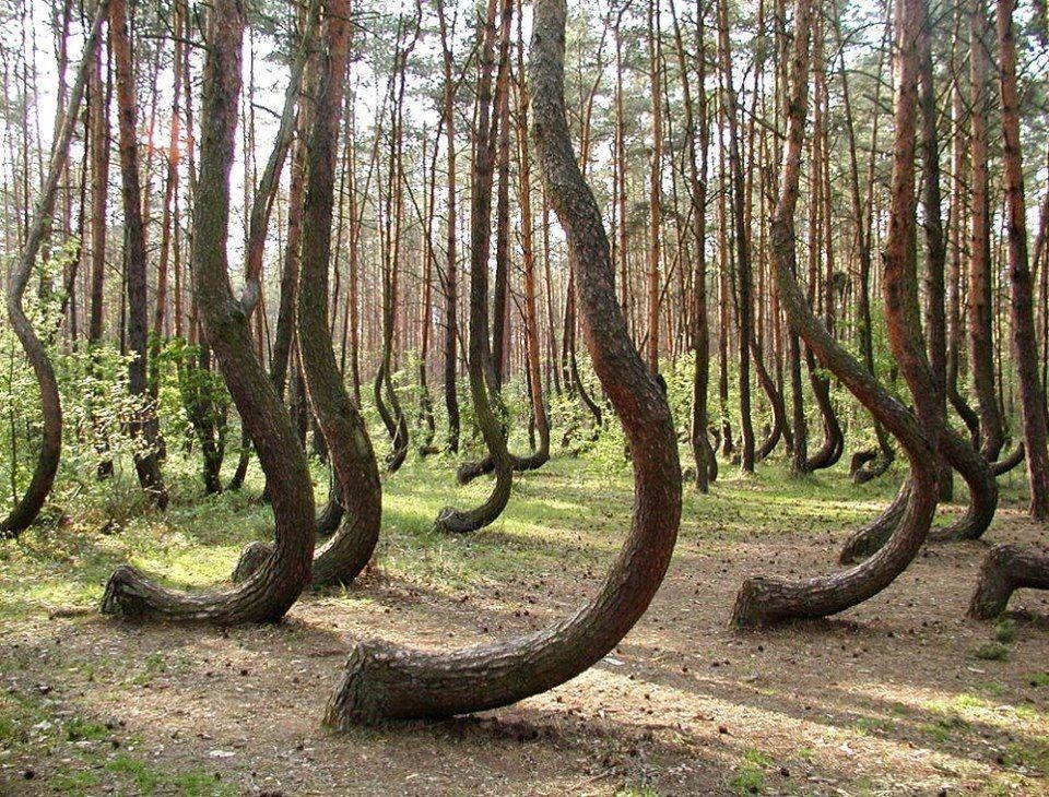 Кривой лес, Польша
