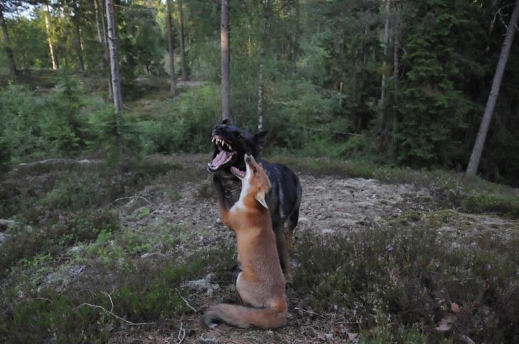 Sniffer fox and Tinni, дружба между лисой и собакой