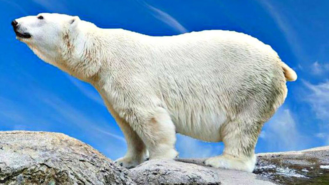 10 самых опасных животных планеты 10 самых опасных животных планеты