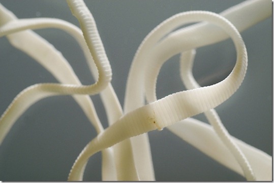 Visible in this 1:1.2 ratio view of a preserved tapeworm, individual reproductive segments of living tapeworms continue to mature and produce infective eggs as the parasite grows in length. This rat tapeworm can grow to an average length of 6 to 10 inches, while human tapeworms may be 10 feet in length. Research by John Oaks, professor of comparative bioscience in the School of Veterinary Medicine, and emeritus professor of the School of Pharmacy, Paul Bass have identified certain biochemicals used by these organisms to survive in the intestinal track that may be helpful in increasing drug uptake from the human's digestive system by slowing passage of drugs through the intestine.<br />©UW-Madison University Communications 608/262-0067<br />Photo by: Jeff Miller<br />Date: 2/03 File#: D100 digital camera frame 2061<br /> Visible in this 1:1.2 ratio view of a preserved tapeworm, individual reproductive segments of living tapeworms continue to mature and produce infective eggs as the parasite grows in length. This rat tapeworm can grow to an average length of 6 to 10 inches, while human tapeworms may be 10 feet in length. Research by John Oaks, professor of comparative bioscience in the School of Veterinary Medicine, and emeritus professor of the School of Pharmacy, Paul Bass have identified certain biochemicals used by these organisms to survive in the intestinal track that may be helpful in increasing drug uptake from the human's digestive system by slowing passage of drugs through the intestine.<br />©UW-Madison University Communications 608/262-0067<br />Photo by: Jeff Miller<br />Date: 2/03 File#: D100 digital camera frame 2061<br />