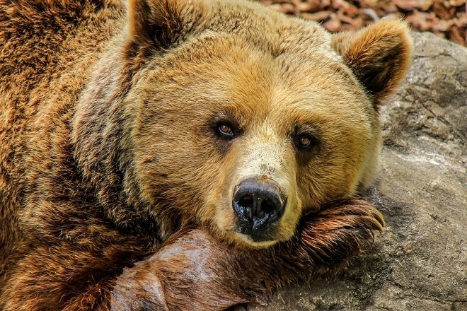 Медведица погибла под колесами поезда в Пермском крае