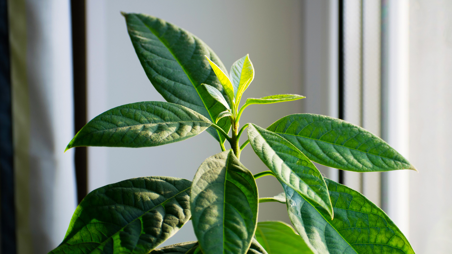 как ухаживать за авокадо